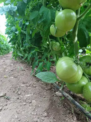 Амкопейст и Стейгрийн в действие